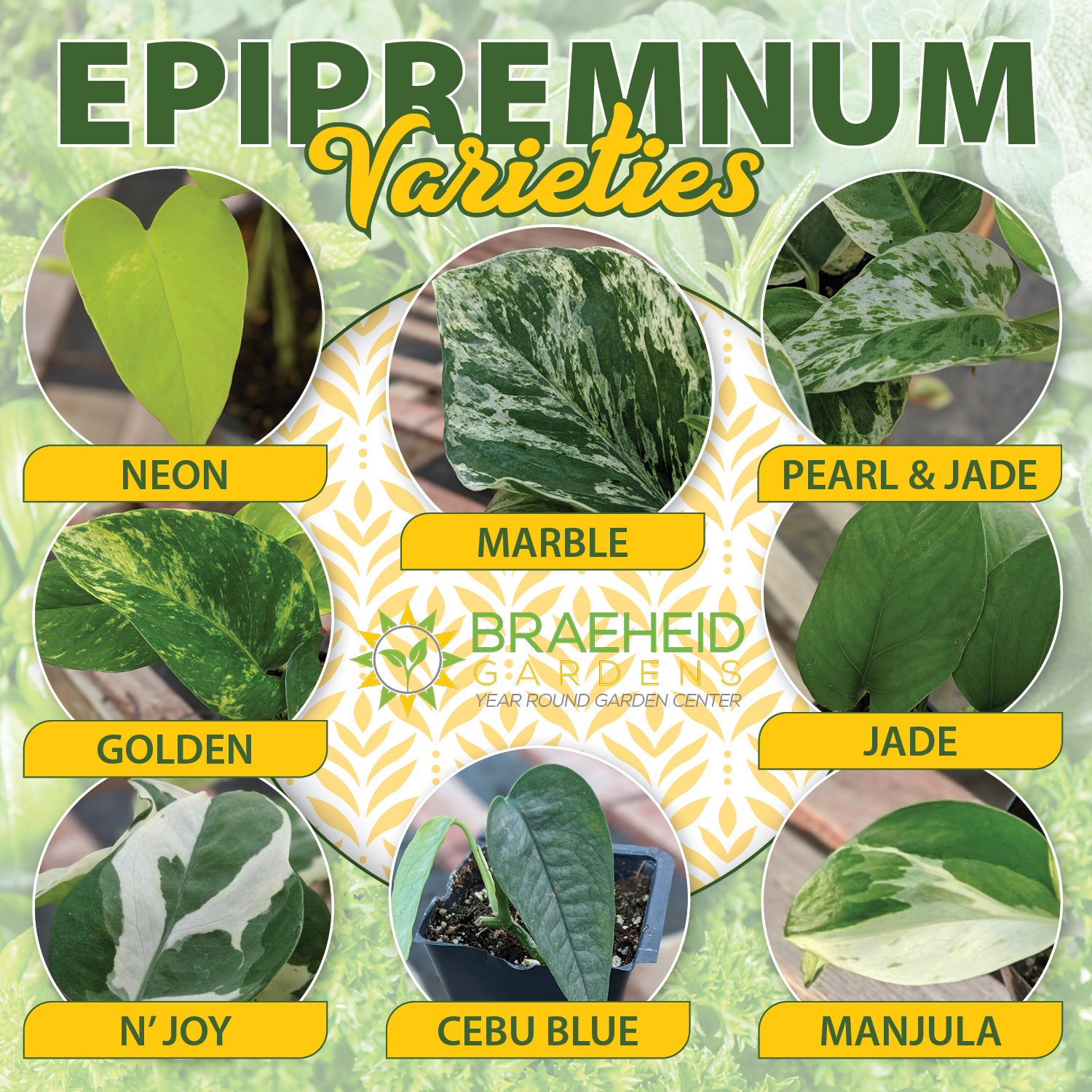 Epipremnum